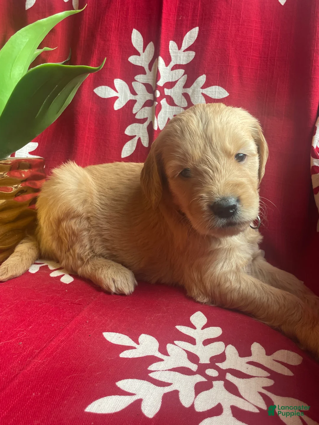 Goldendoodle dogs for sale: Goldendoodle Puppy 8 - Ad 3
