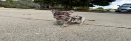 French Bulldog dogs for sale: Small Female Isabella Merle Puppy: - Ad 8