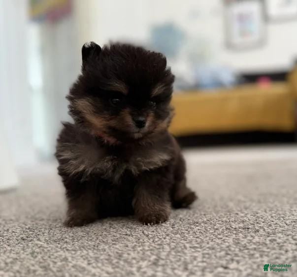 Pomeranian dogs Kenny - Ad 13