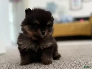 Pomeranian dogs Kenny - Ad 6