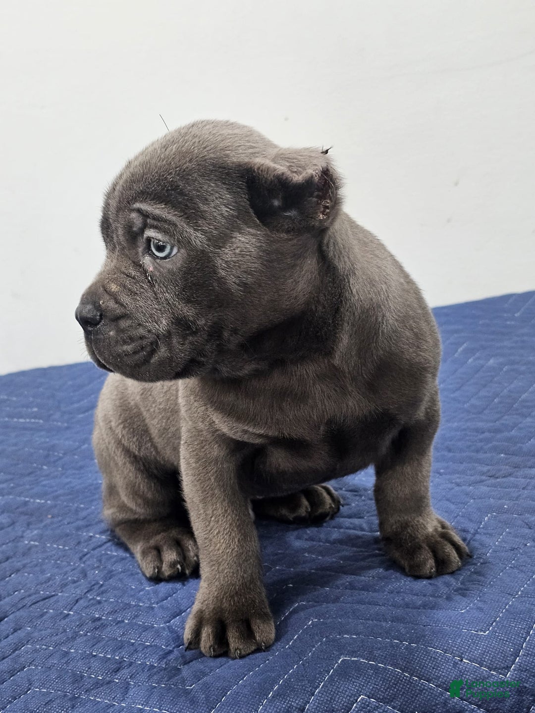 Cane Corso dogs for sale: HOGAN - Ad 8