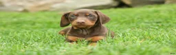 Doberman Pinscher dogs for sale:  Deacon (Red Rust) 🐶🖤🐾 - Ad 12