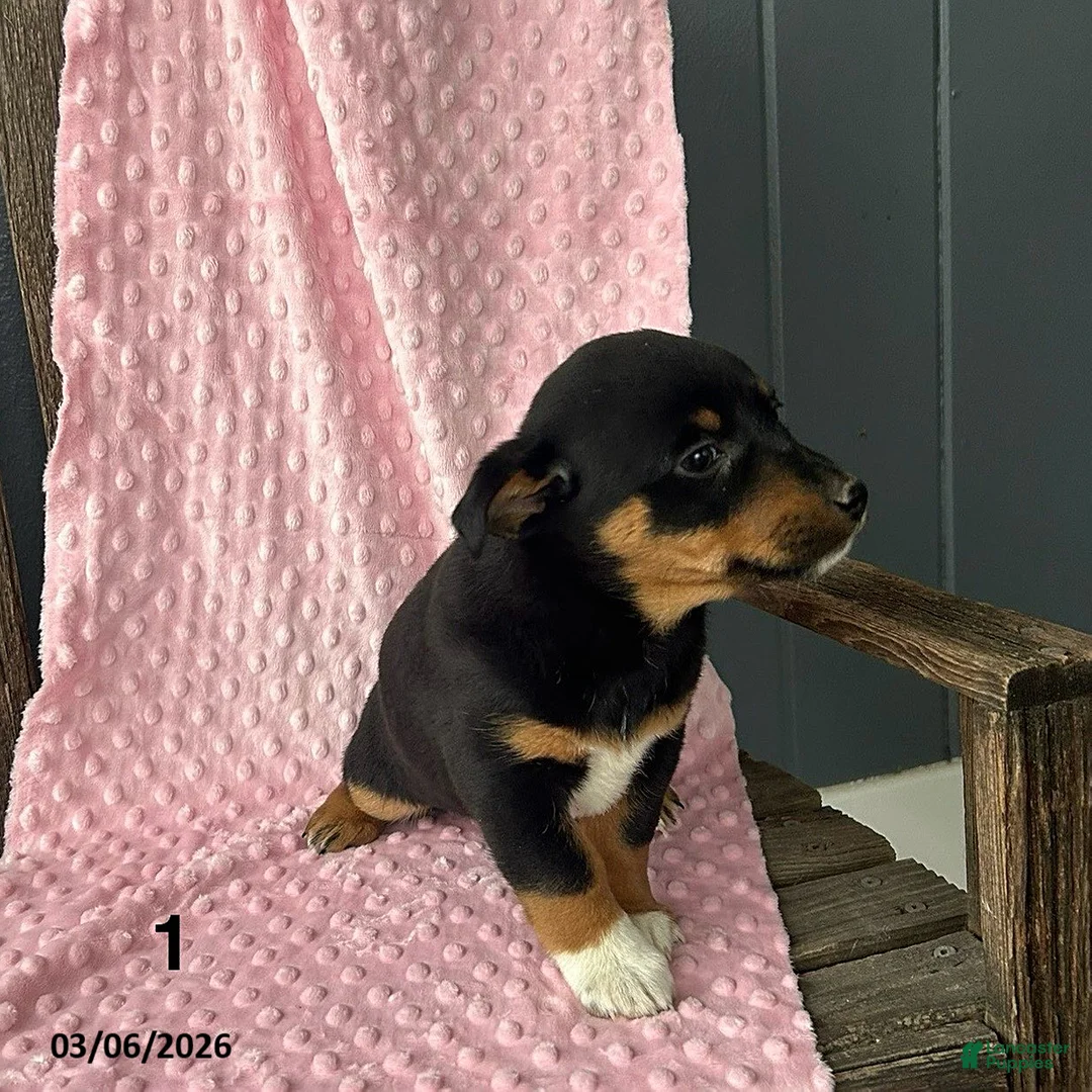 Mixed Breed dogs for sale: Violet - Ad 3