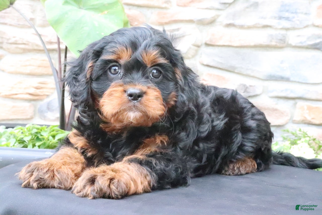 Cavapoo dogs Louie - Ad 1