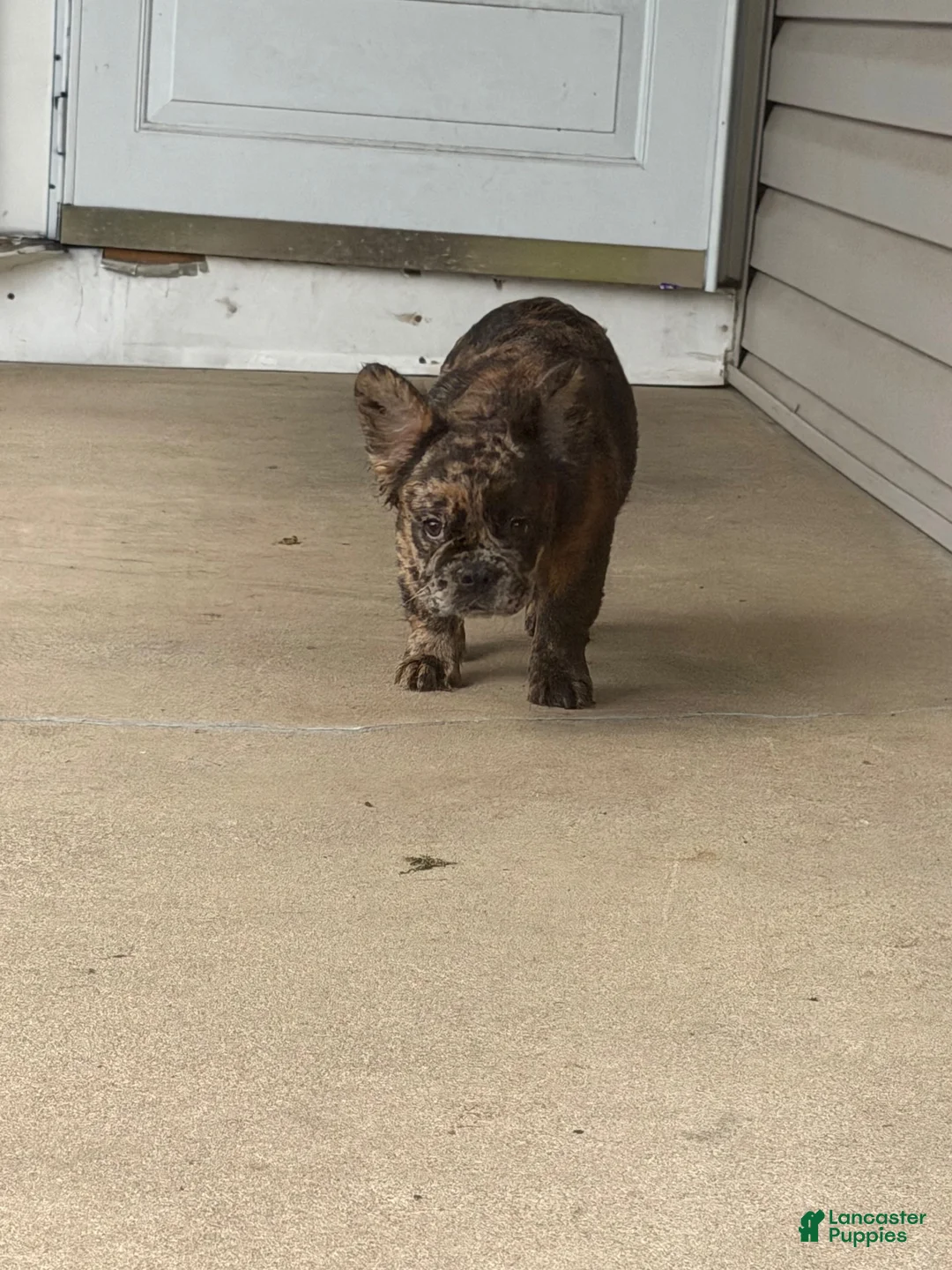 French Bulldog dogs for sale: French Bulldog 2 - Ad 4