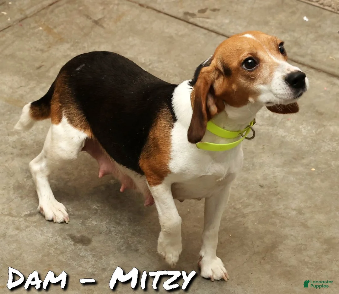 Puggle dogs for sale: Penny - Ad 10