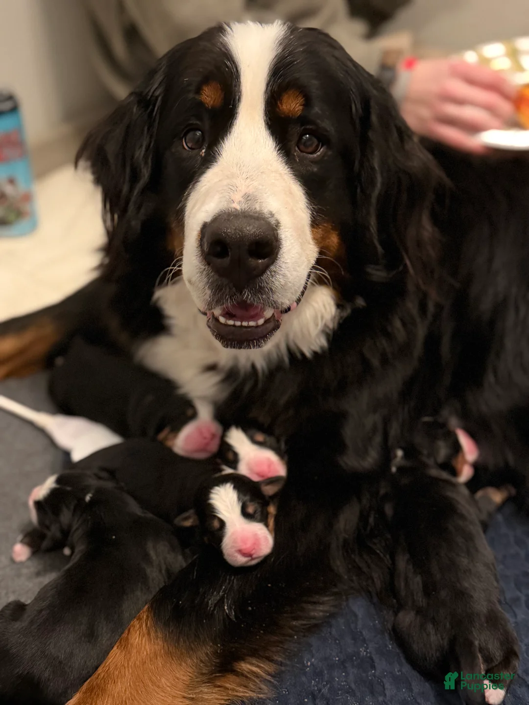 Bernese Mountain Dog dogs for sale: Bernese Mountain Dog Puppy 3 - Ad 2