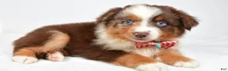 Miniature Australian Shepherd dogs for sale: Jagger - Ad 5