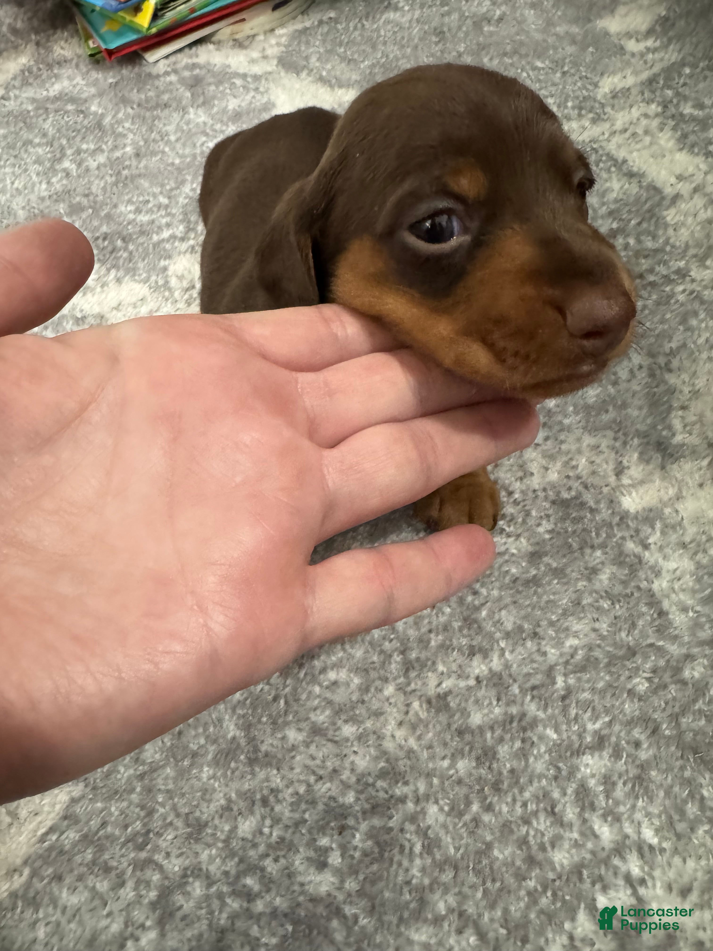 Miniature Dachshund dogs Miniature Dachshund 1 - Ad 1