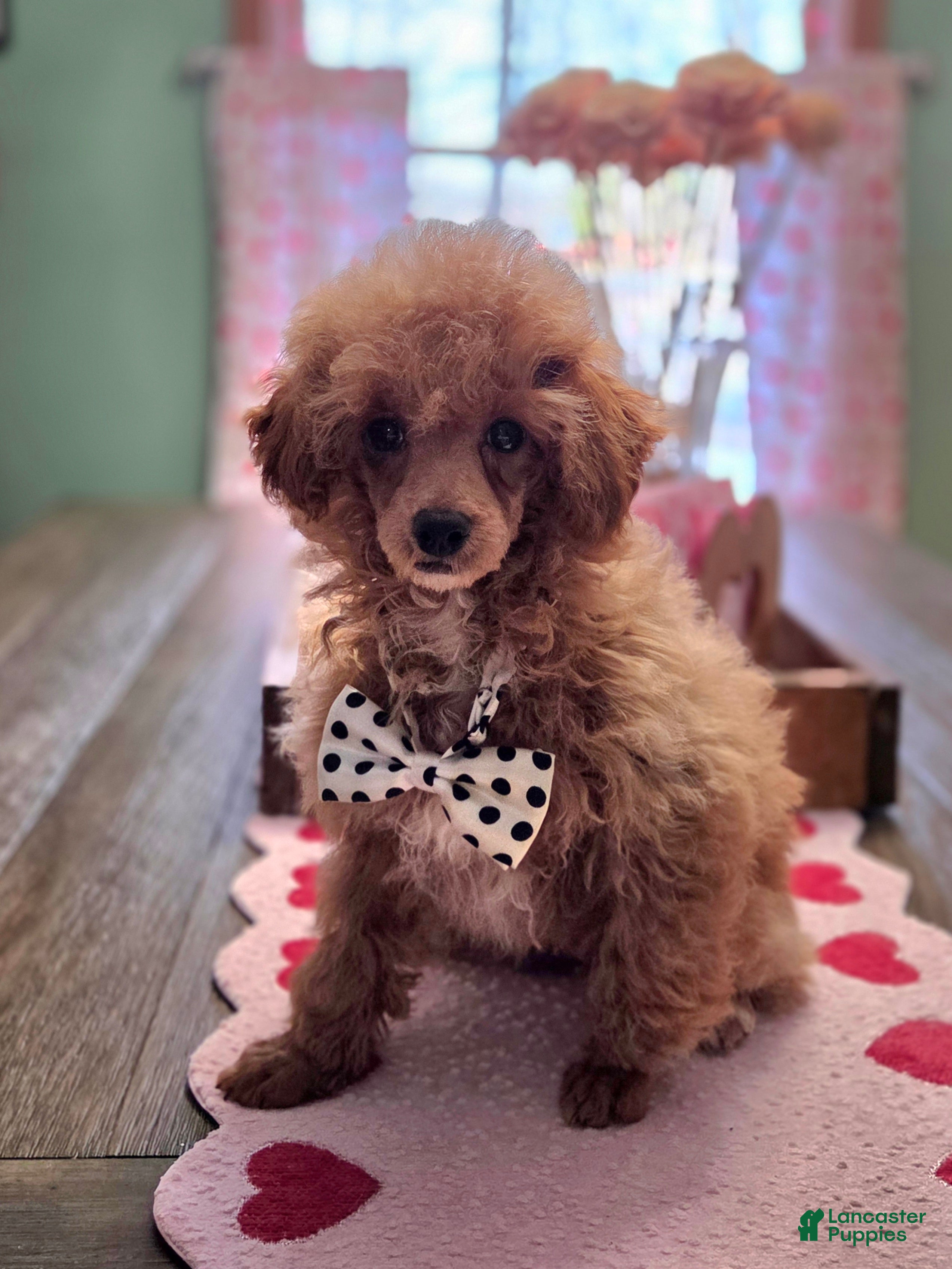 Toy Poodle dogs Tucker - Ad 2