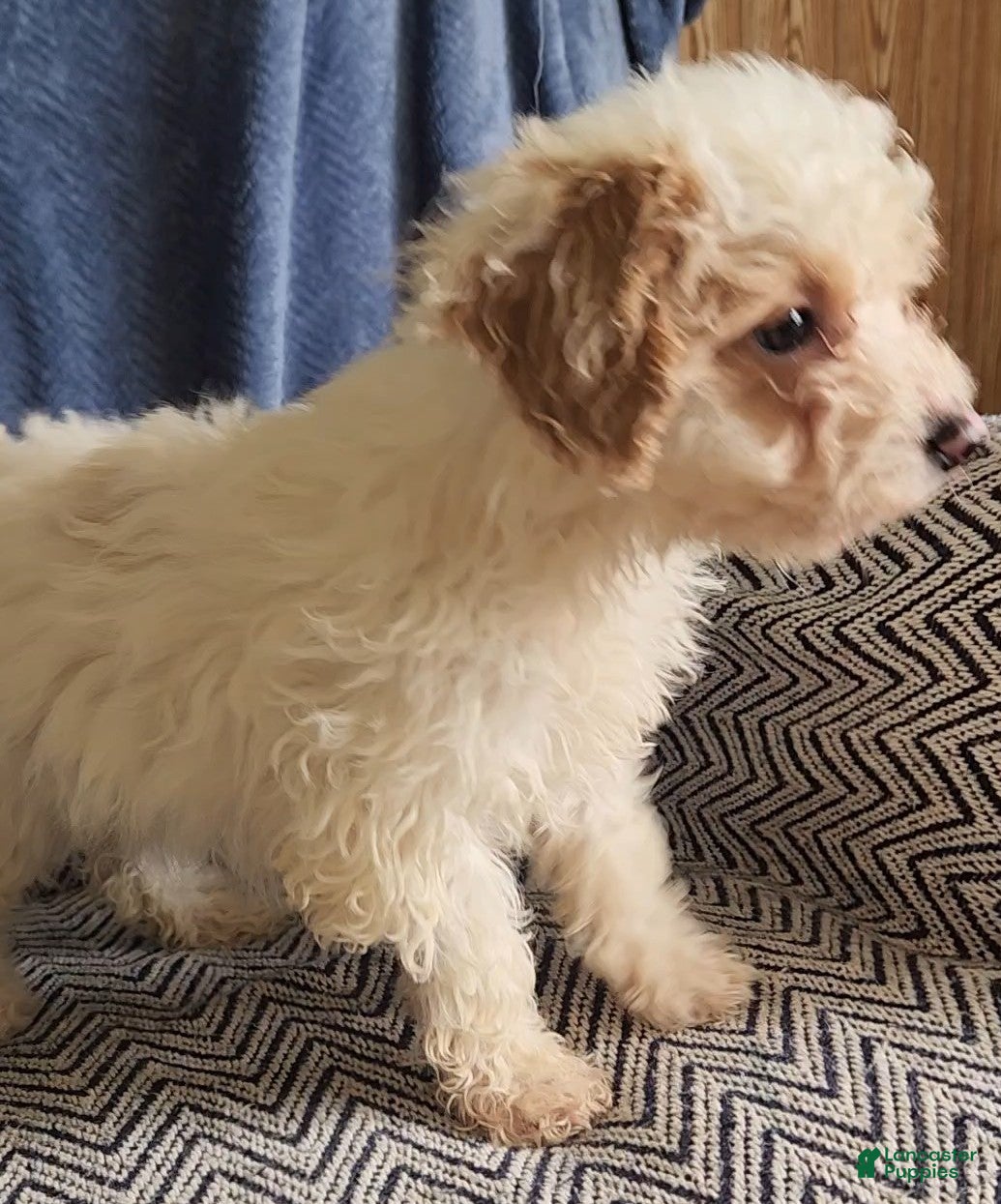Mixed Breed dogs Petunia - Ad 2