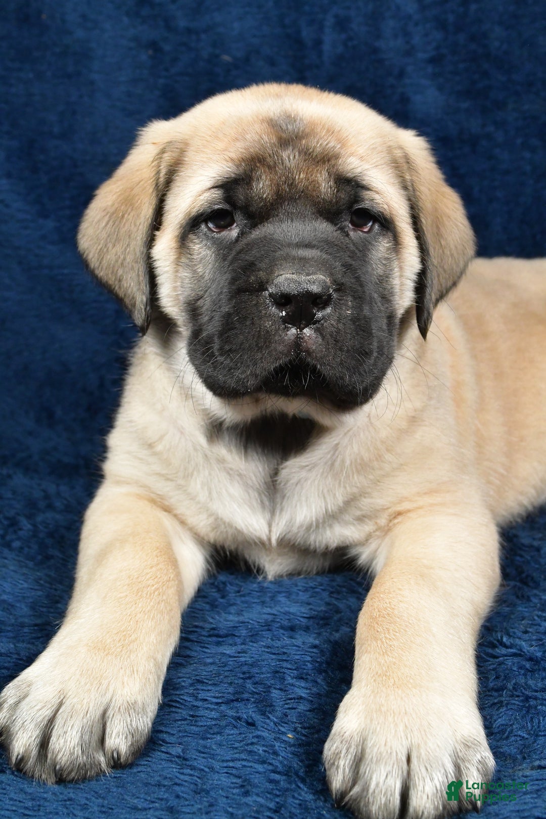 English Mastiff dogs for sale: Sylis - Ad 3