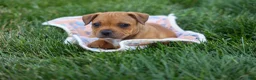 Staffordshire Bull Terrier dogs for sale: Marley 🌸🐾 - Ad 18