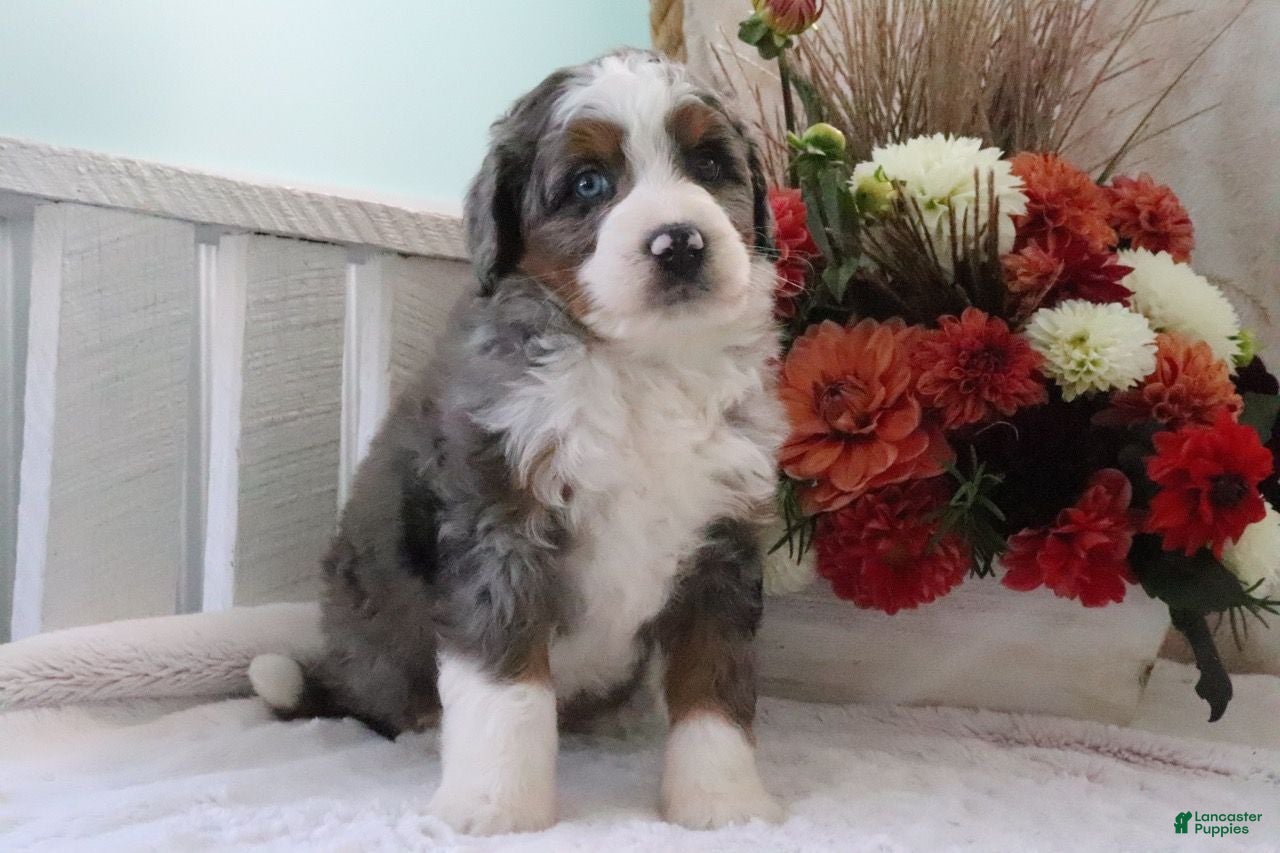 Mini Bernedoodle dogs Jimmy - Ad 1