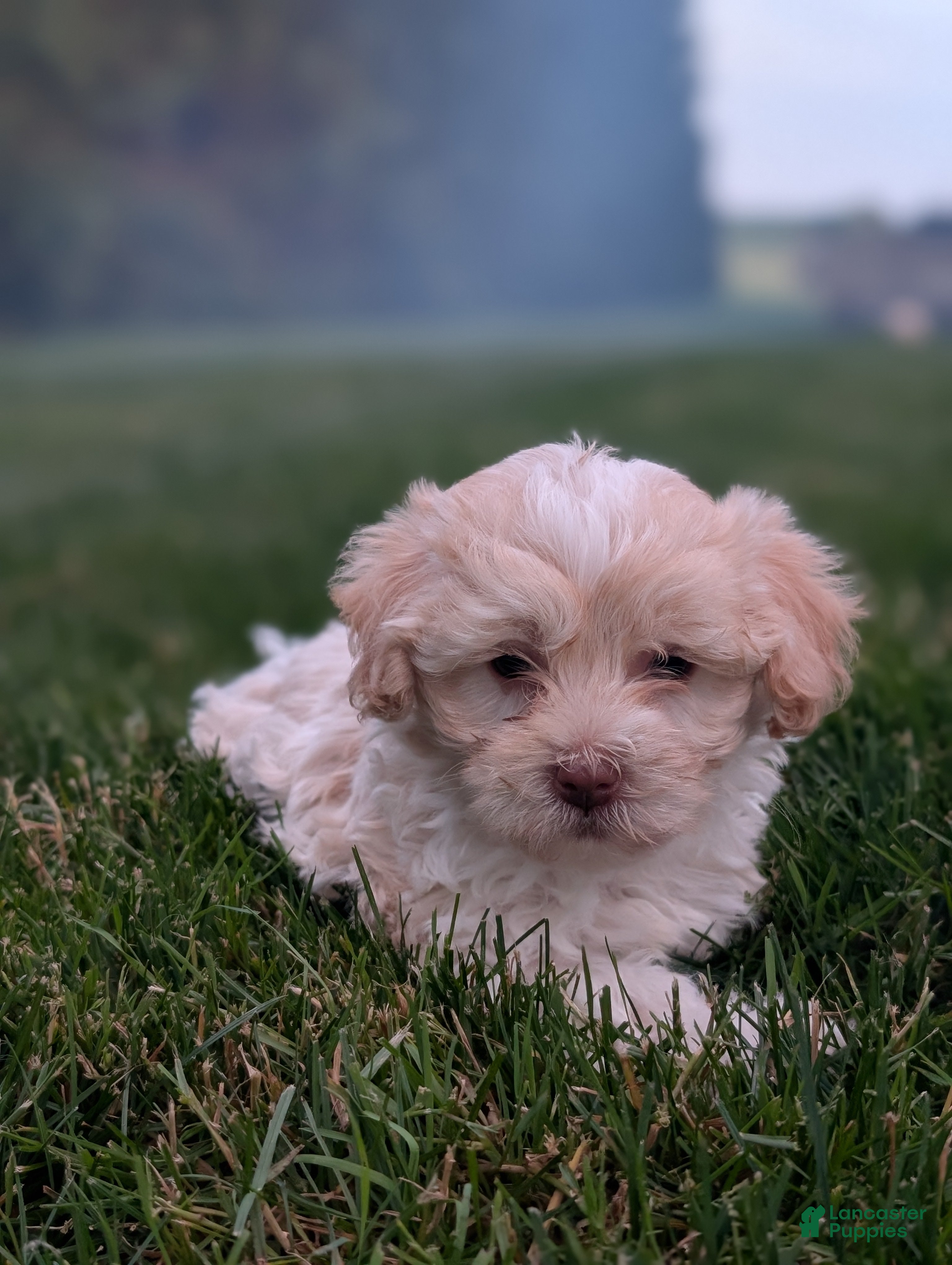 Havanese dogs Chloe - Ad 1