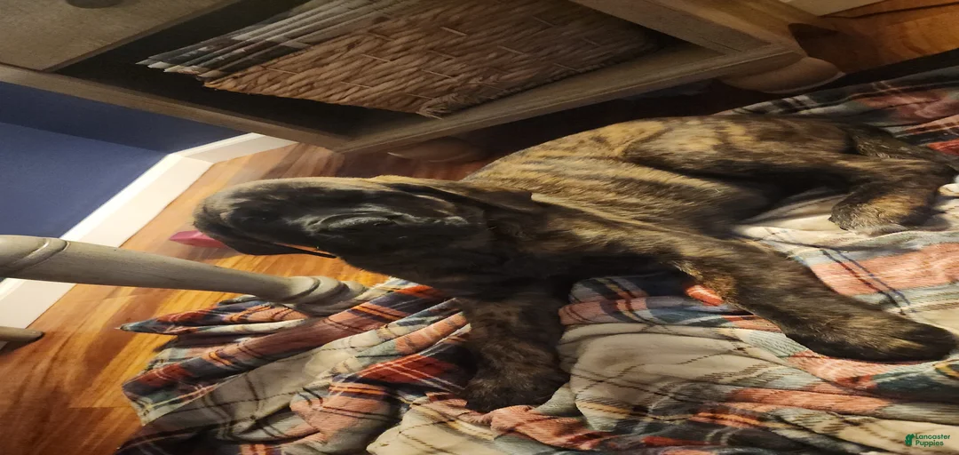 Gallery Image {{count}}