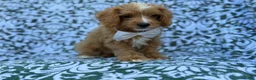 Cavapoo dogs for sale: Moose - Ad 7