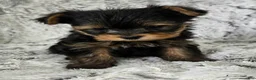 Yorkshire Terrier dogs for sale: Pixie - Ad 5