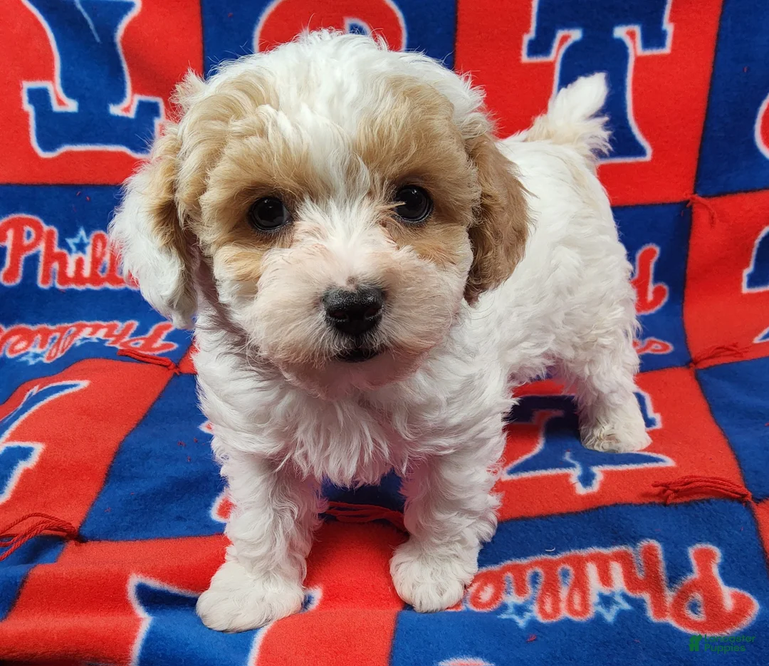 Yorkiepoo dogs for sale: Frosty Bandit - Ad 1