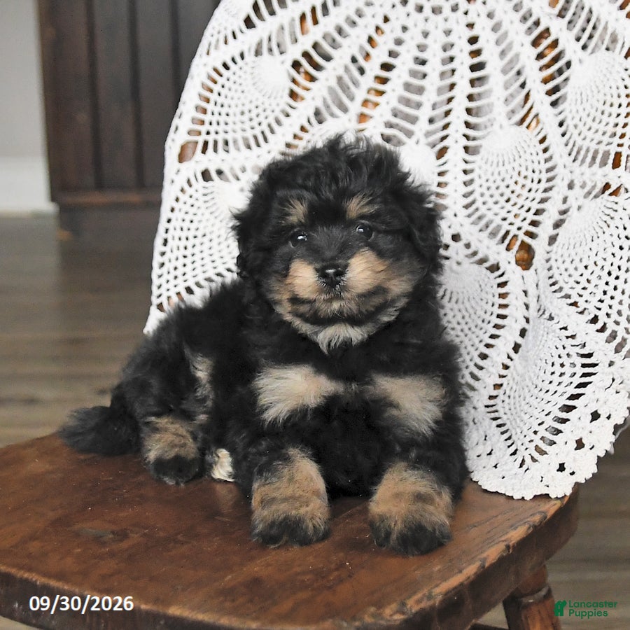 Pomapoo dogs Muffin - Ad 2