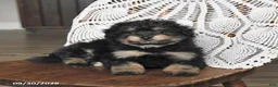 Pomapoo dogs for sale: Muffin - Ad 2