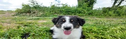 Australian Shepherd dogs for sale: Carolina - Ad 3