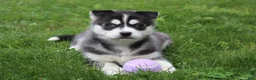 Siberian Husky dogs for sale: Ace - Ad 2