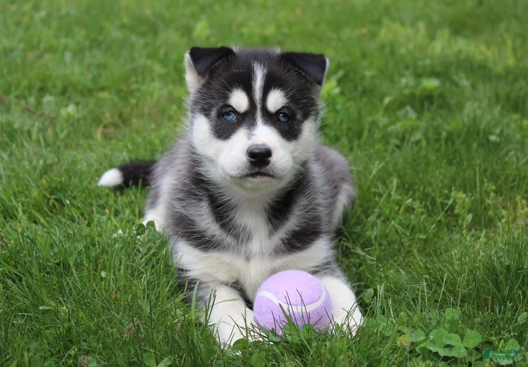 Siberian Husky dogs for sale: Ace - Ad 2