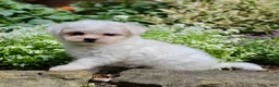 Bichpoo dogs for sale: Lulu - Ad 5
