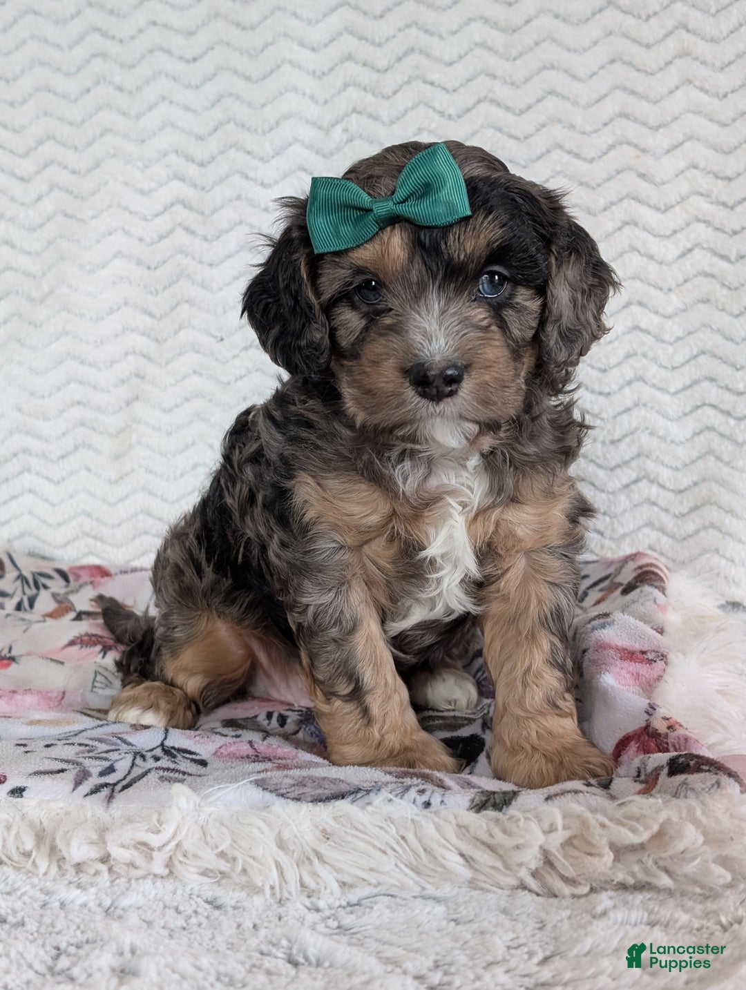 Cavapoo dogs for sale: Charlie  - Ad 25
