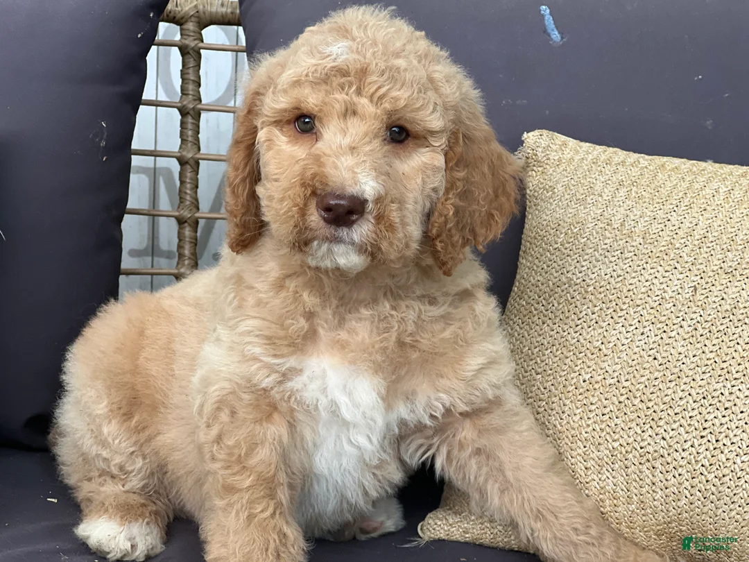 Goldendoodle dogs for sale: Willow /Black - Ad 2