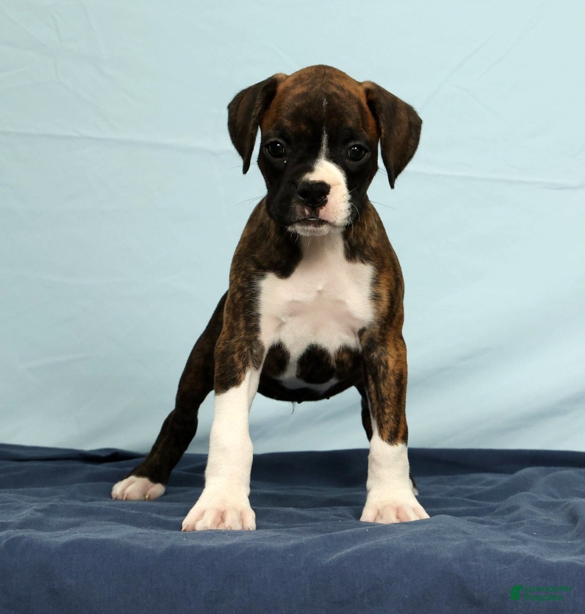 Boxer dogs Carl - Ad 1