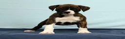 Boxer dogs for sale: Carl - Ad 1