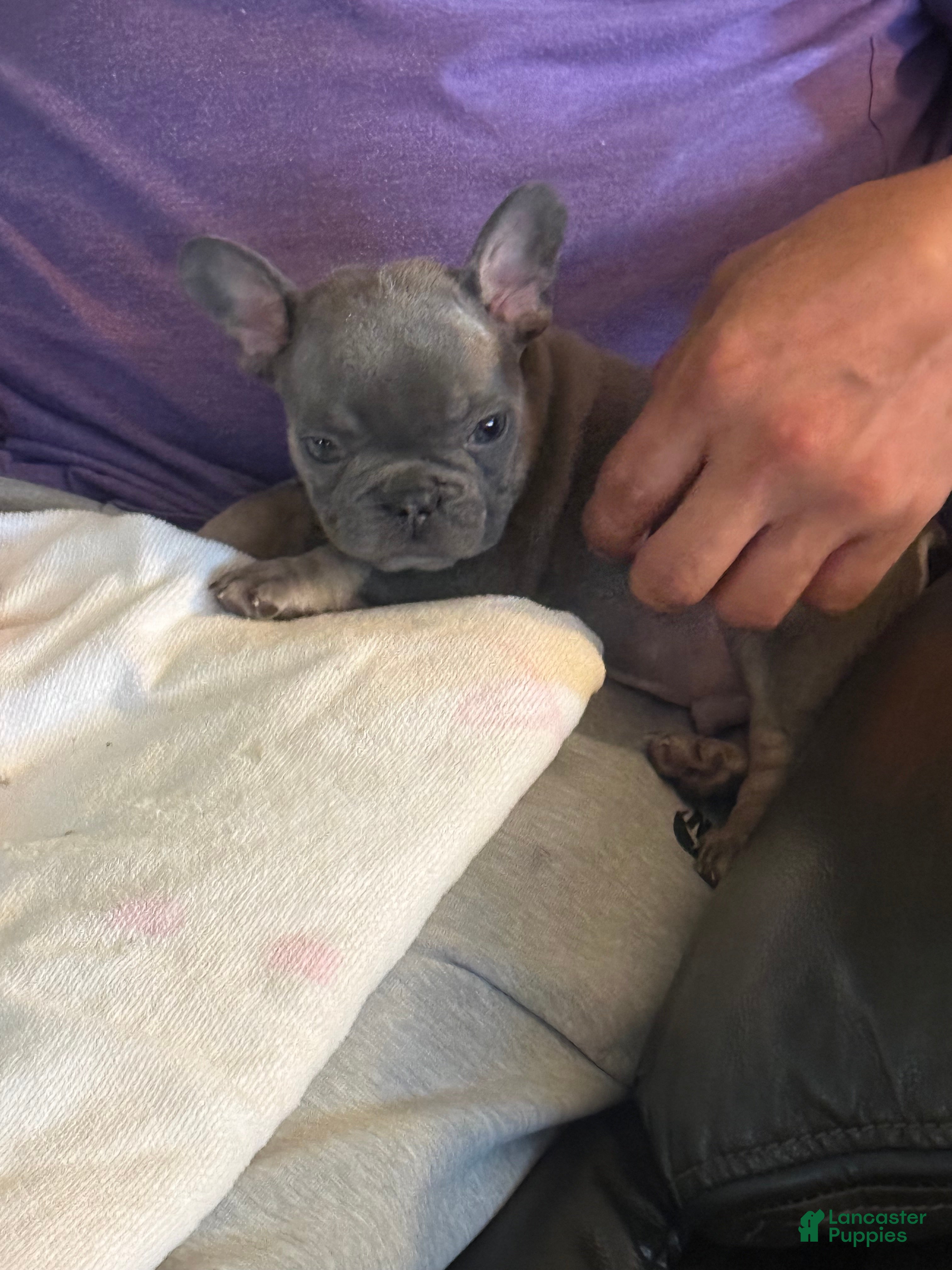 French Bulldog dogs Bingo  - Ad 2