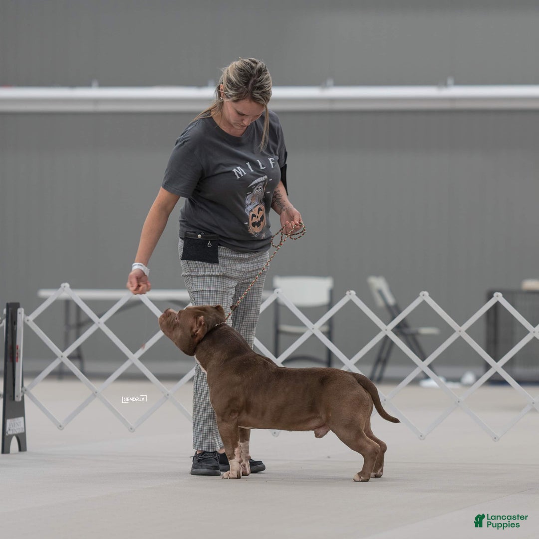 American Bully dogs for sale: ABKC Champion Maverick  - Ad 5