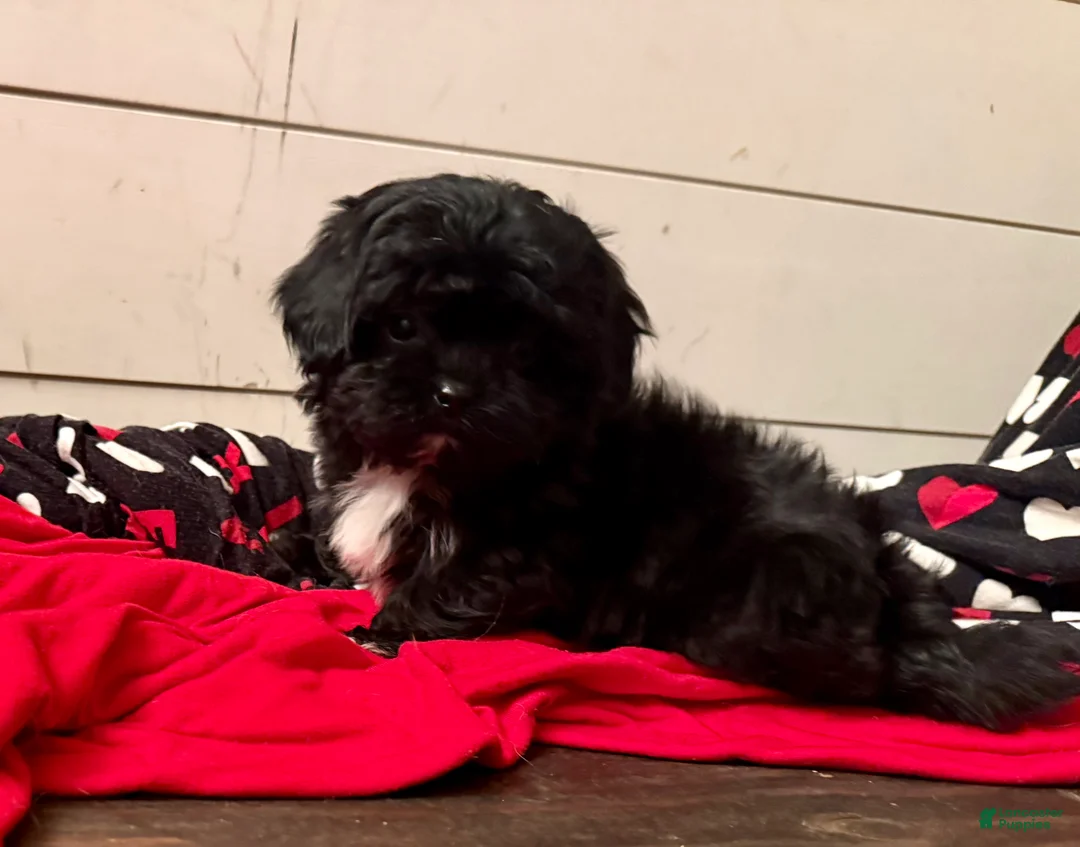 Shihpoo dogs for sale: Luna - Ad 17