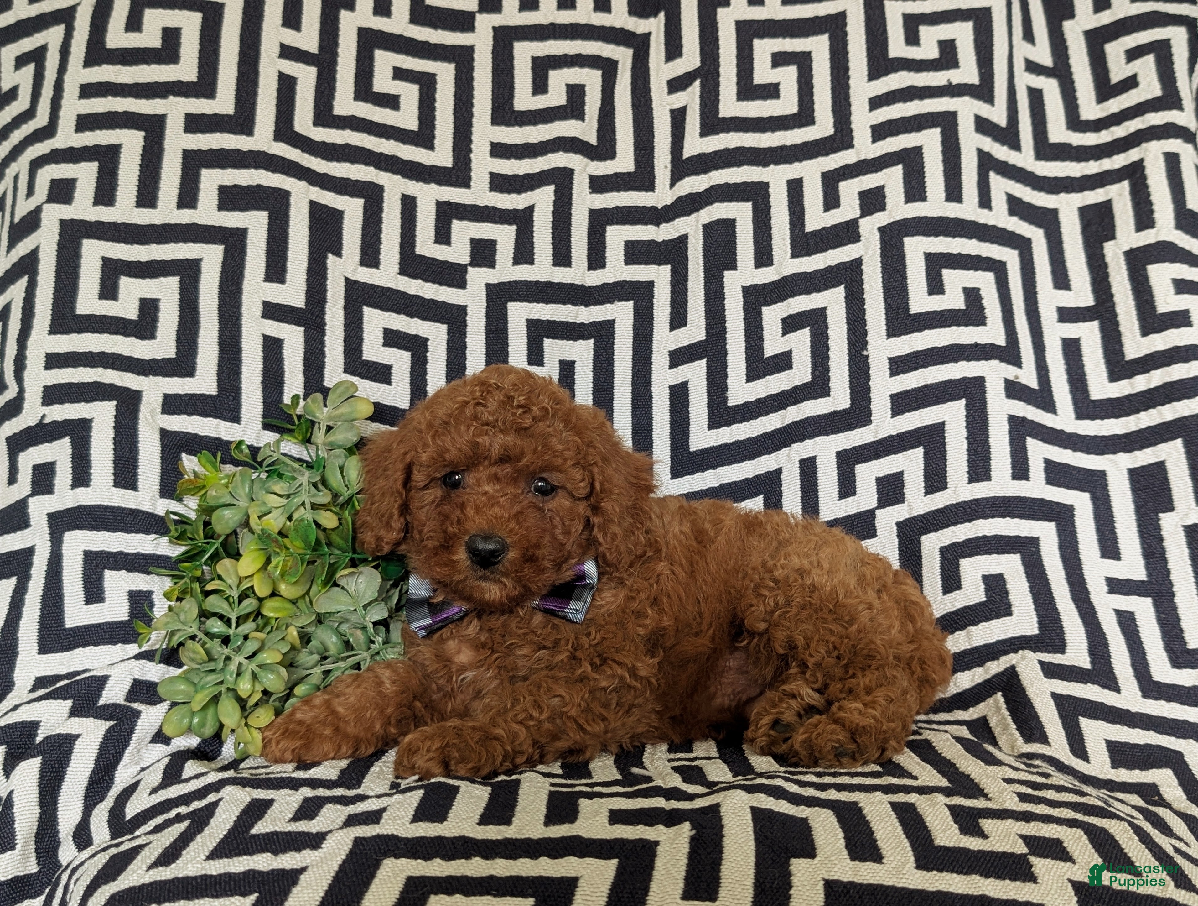 Miniature Poodle dogs Sloan - Ad 2