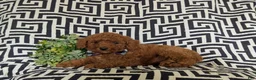 Miniature Poodle dogs for sale: Sloan - Ad 6