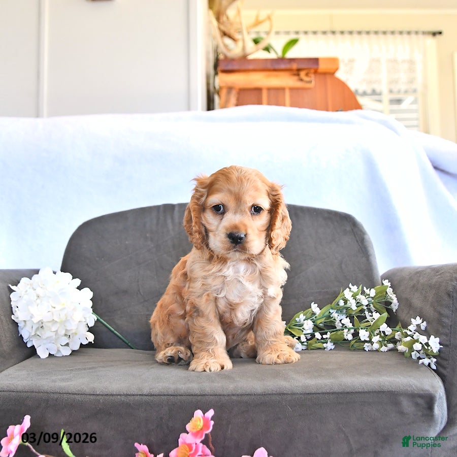 English Cocker Spaniel dogs Wade - Ad 2