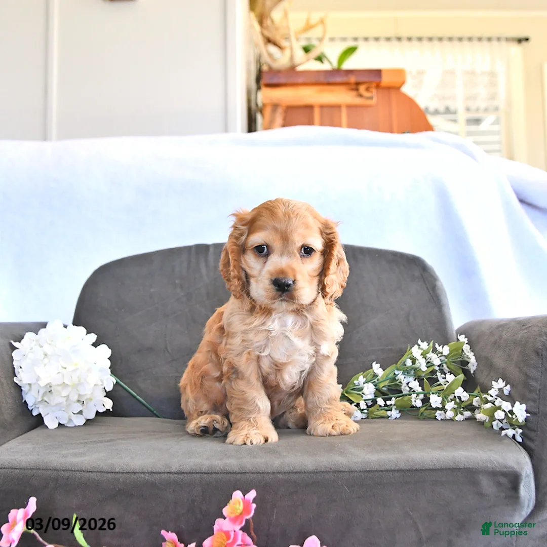 English Cocker Spaniel dogs for sale: Wade - Ad 2