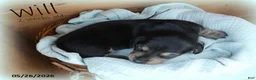 Dachshund dogs for sale: Will  - Ad 6