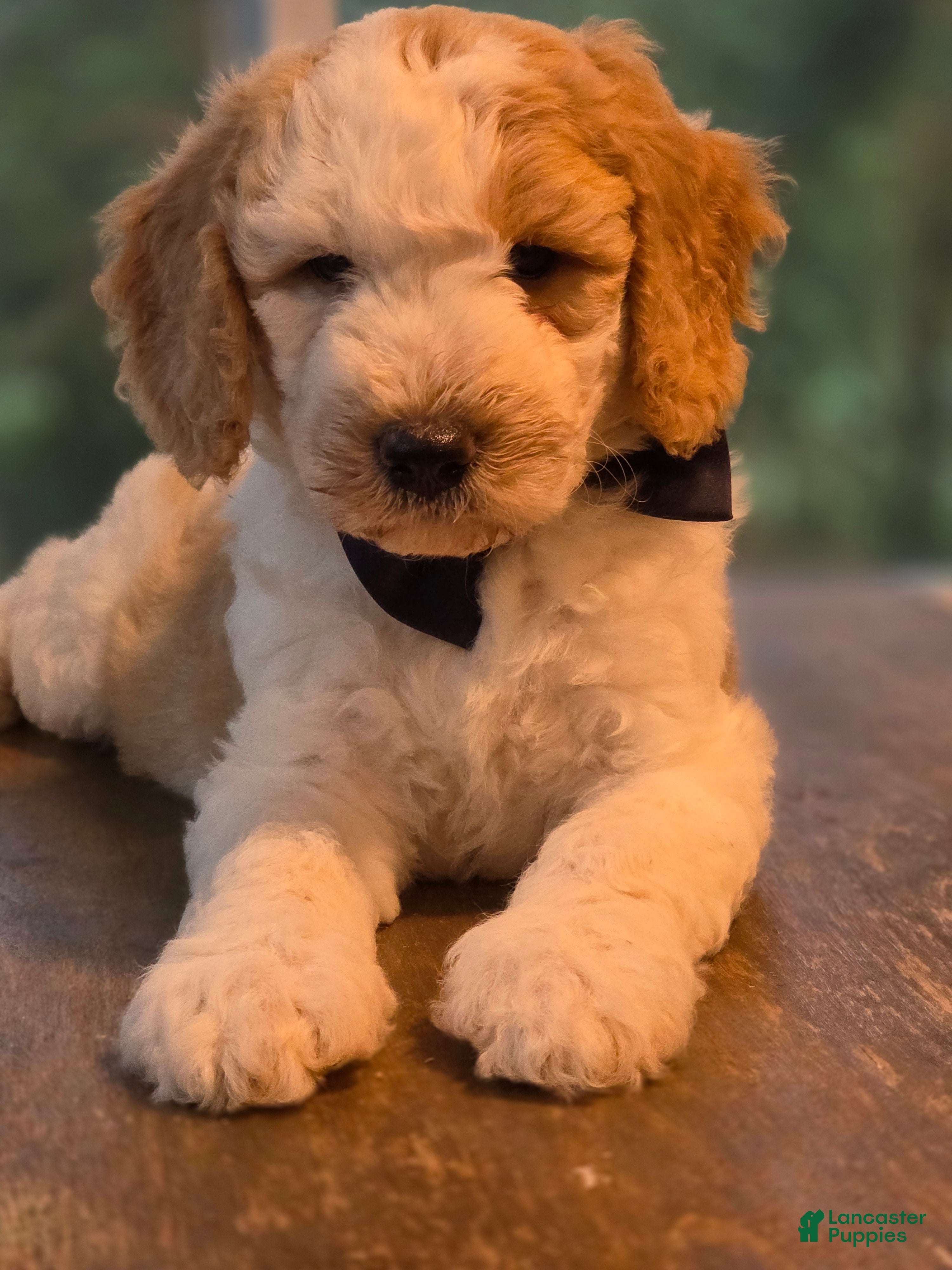 Goldendoodle dogs Goldendoodle 6 - Ad 11
