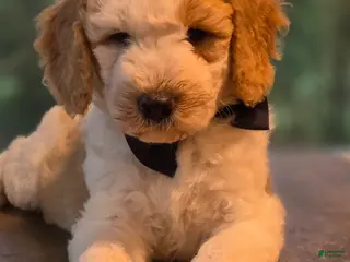 Goldendoodle dogs Marco - Ad 15