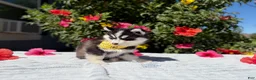 Pomsky dogs for sale: Moon - Ad 6