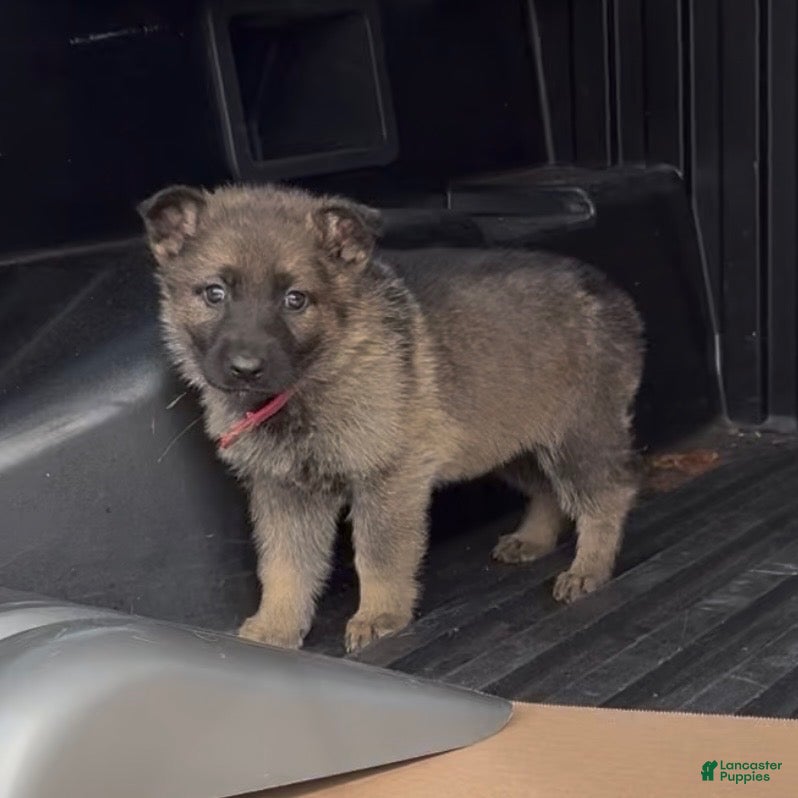 German Shepherd dogs TULITA - Ad 1