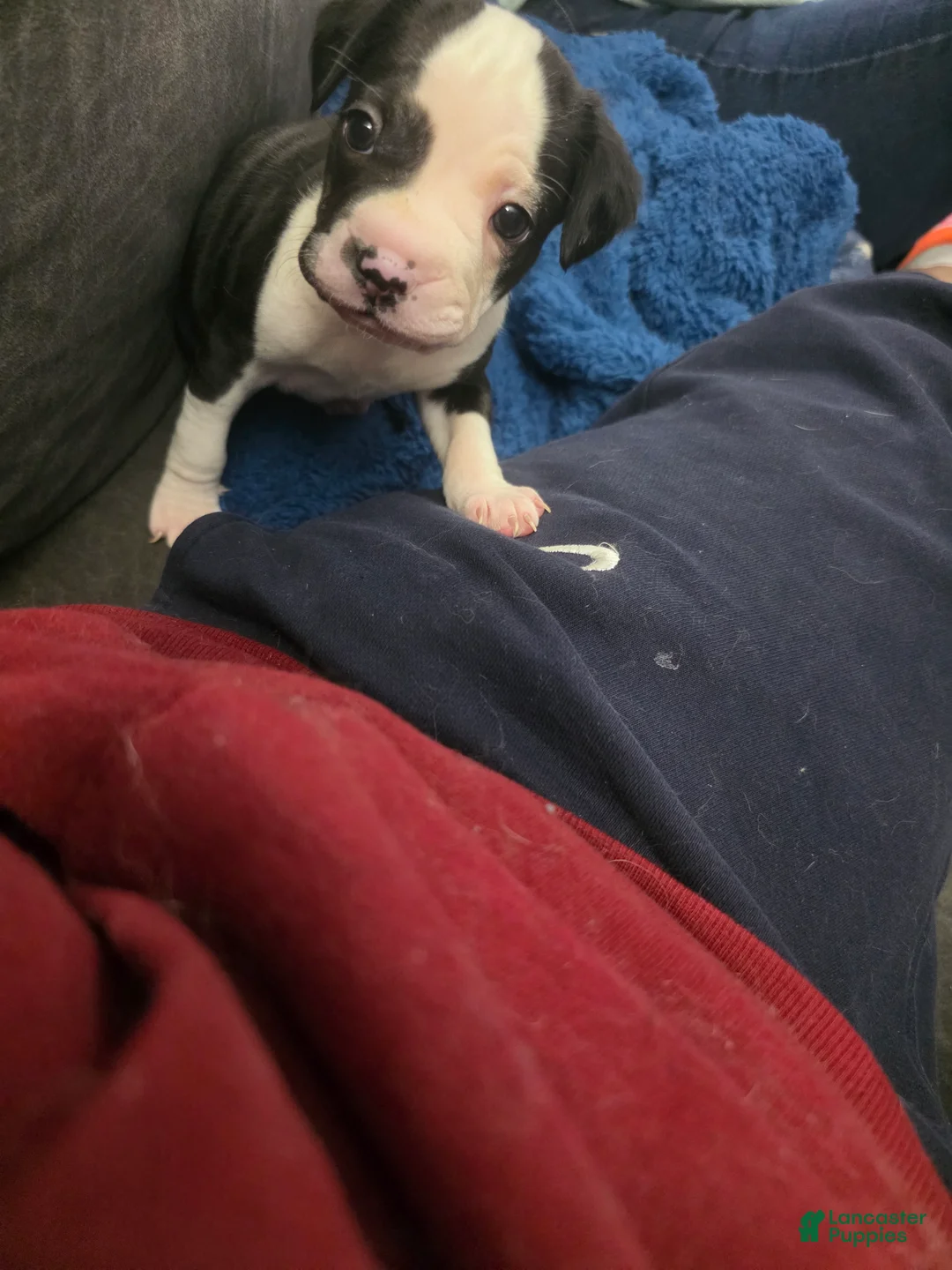 Mixed Breed dogs for sale: Yellow *Updated 2/26 - Ad 1