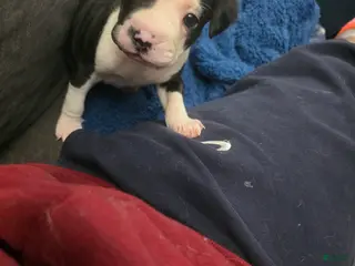 Mixed Breed dogs Yellow *Updated 2/26 - Ad 14