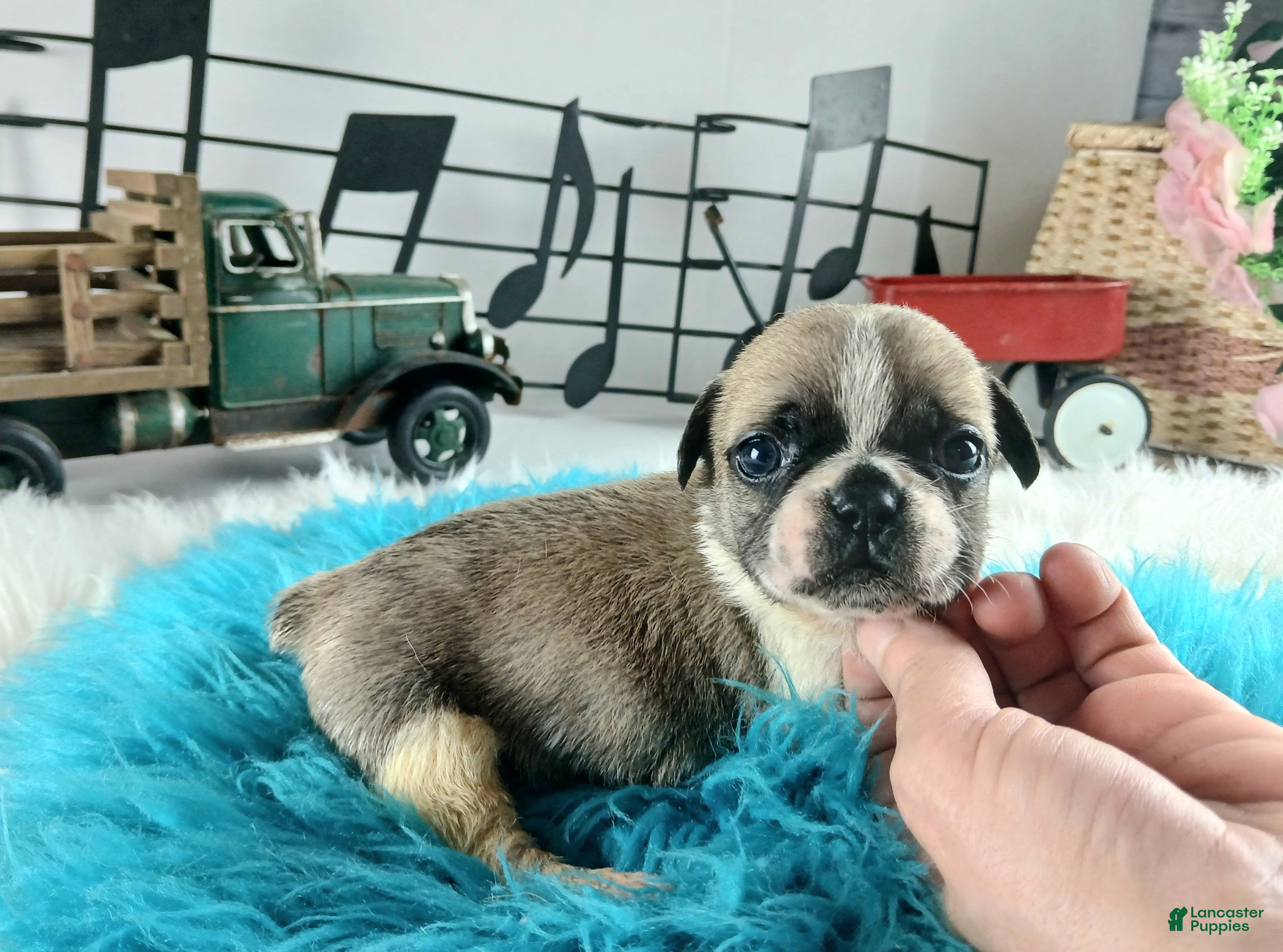 French Bulldog dogs French Bulldog Pups, NATIONWIDE DELIVERY  - Ad 23