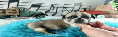 French Bulldog Pups, NATIONWIDE DELIVERY 