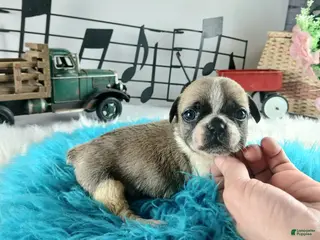 French Bulldog dogs French Bulldog Pups, NATIONWIDE DELIVERY - Ad 23